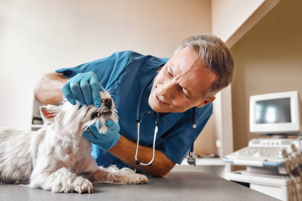 Best 24-Hour Emergency Dentist in Trowbridge Park, MI